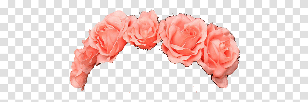 Flower Crown Tumblr Flower Crown, Plant, Rose, Blossom, Petal Transparent Png