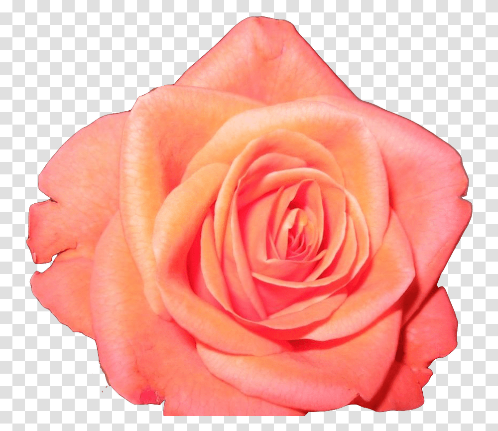Flower Crown Tumblr Image Collections Flower Orange Flower Crown, Rose, Plant, Blossom, Person Transparent Png