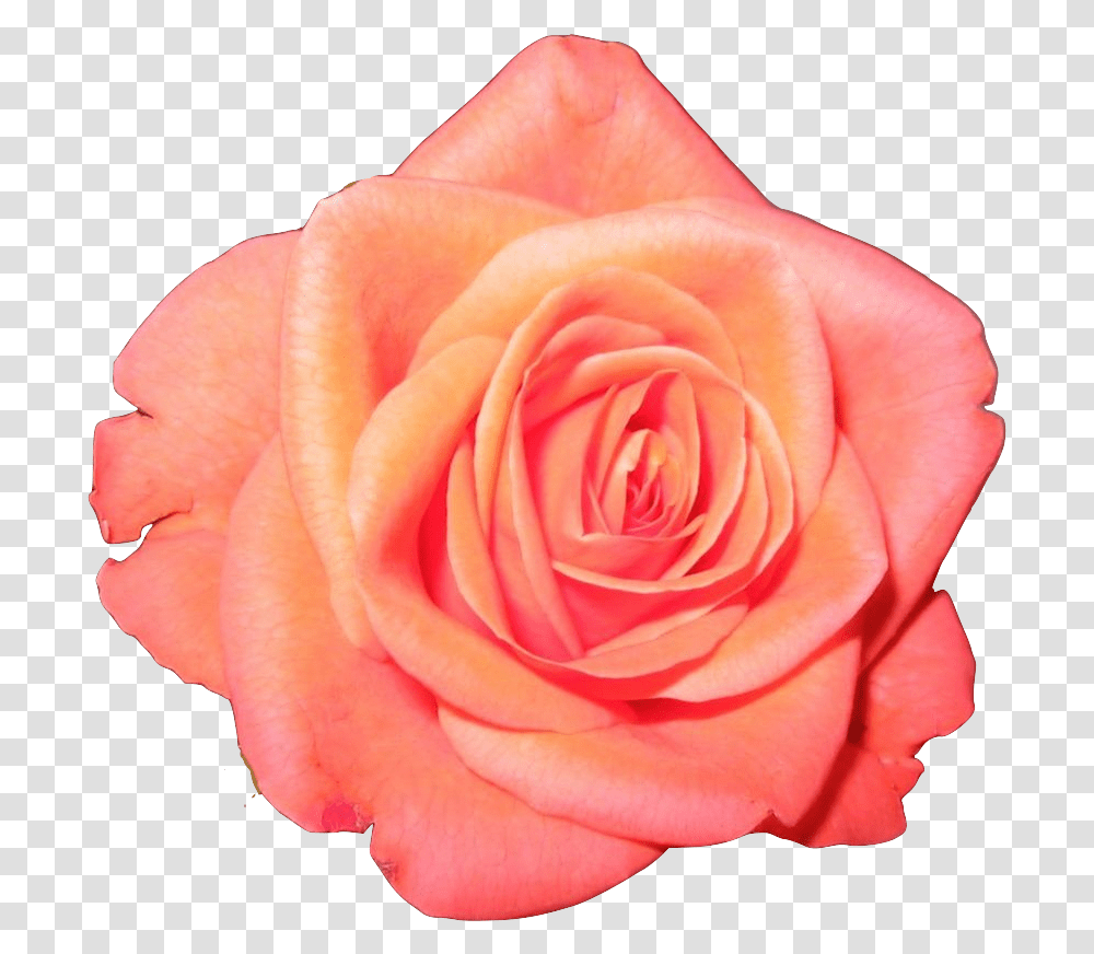Flower Crown Tumblr Image Orange And Pink Flowers, Rose, Plant, Blossom, Person Transparent Png