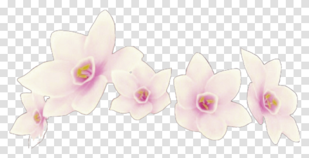 Flower Crowns Instagram, Plant, Blossom, Orchid Transparent Png