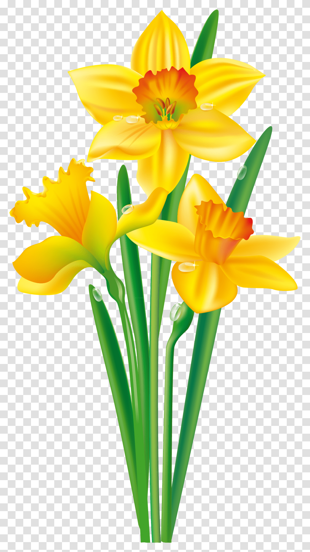 Flower Daffodil Bulb Clip Art Clip Art Daffodil, Plant, Blossom, Iris Transparent Png