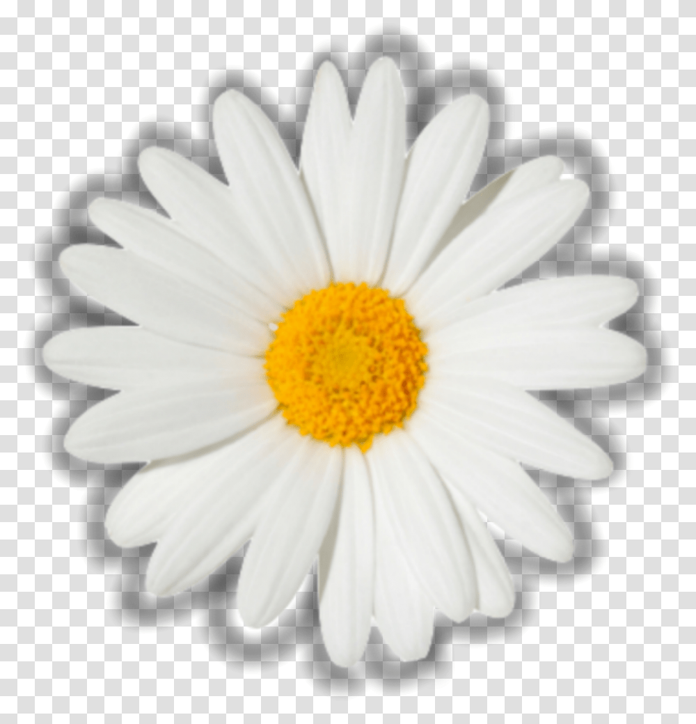 Flower Daisy Aesthetic White Yellow Overlay Edit Chamomile, Plant, Daisies, Blossom Transparent Png