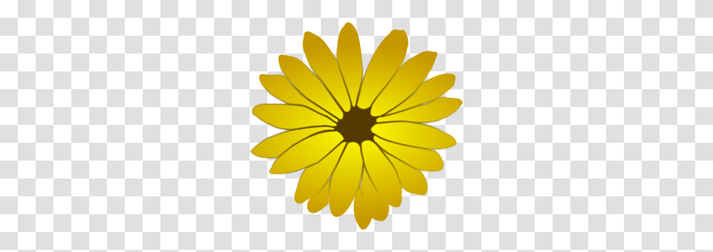 Flower Dandelion Clip Art, Plant, Blossom, Daisy, Daisies Transparent Png