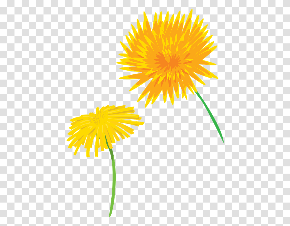 Flower Dandelion Plants Free Vector Graphic On Pixabay Dandelion, Blossom, Pollen Transparent Png