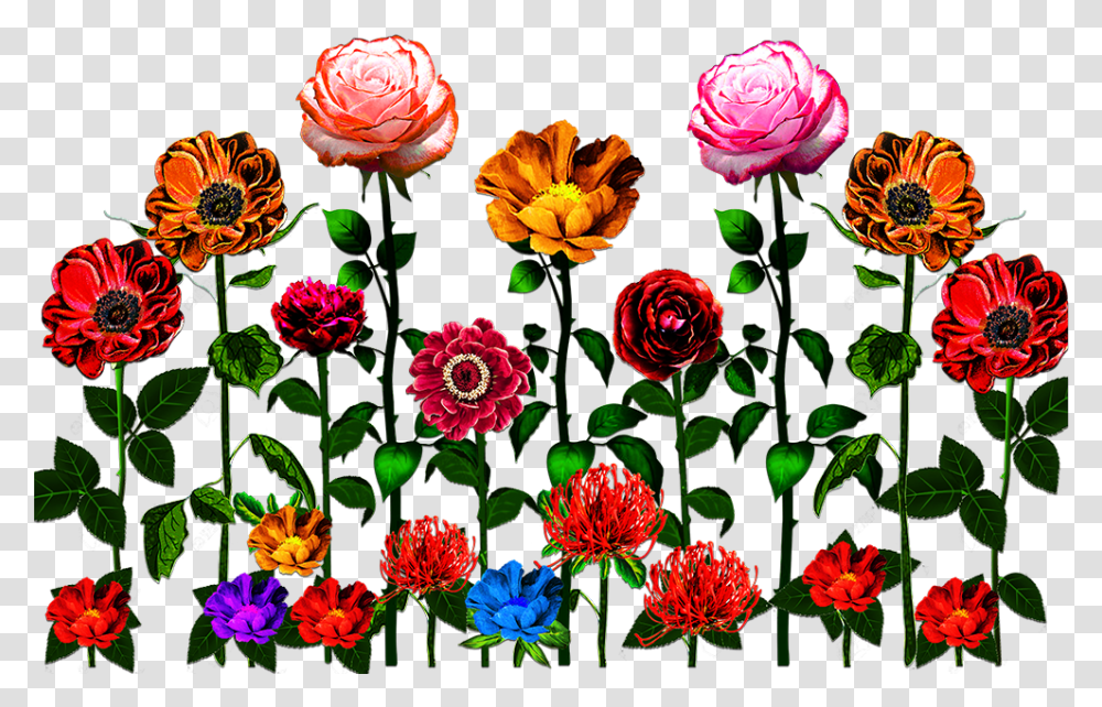 Flower Design Garden Roses, Plant, Blossom, Dahlia, Floral Design Transparent Png