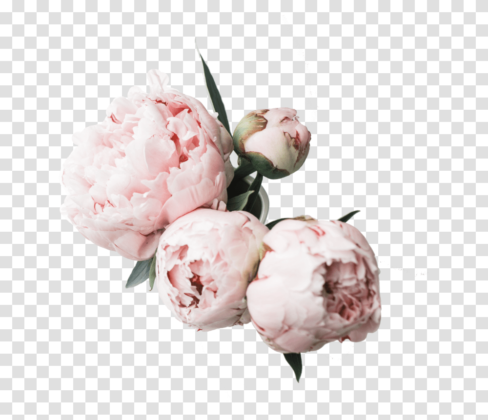 Flower Desktop Wallpaper Peonies Clipart Mothers Day Give Away, Plant, Blossom, Peony, Flower Arrangement Transparent Png