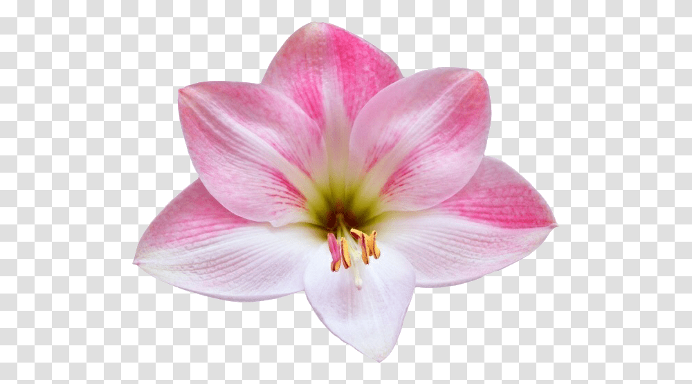 Flower Discovered By Hi Welcome On We Heart It Flower, Plant, Blossom, Amaryllis, Lily Transparent Png