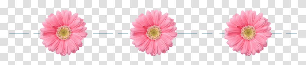 Flower Divider, Plant, Daisy, Daisies, Blossom Transparent Png