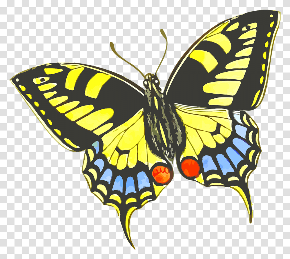Flower Does A Butterfly Like, Insect, Invertebrate, Animal, Monarch Transparent Png