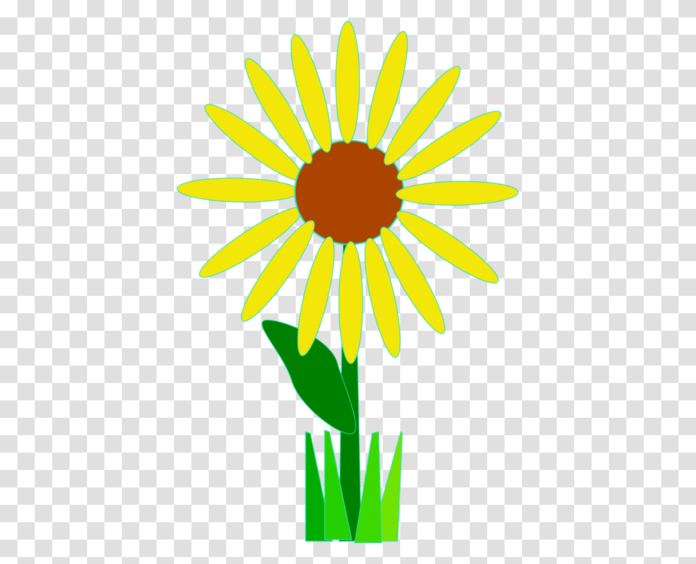 Flower Download Art Common Daisy, Plant, Blossom, Daisies, Petal Transparent Png