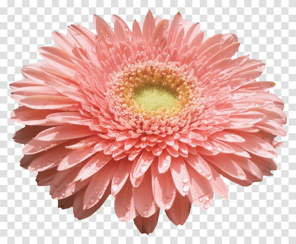 Flower Download Flores, Plant, Blossom, Daisy, Daisies Transparent Png