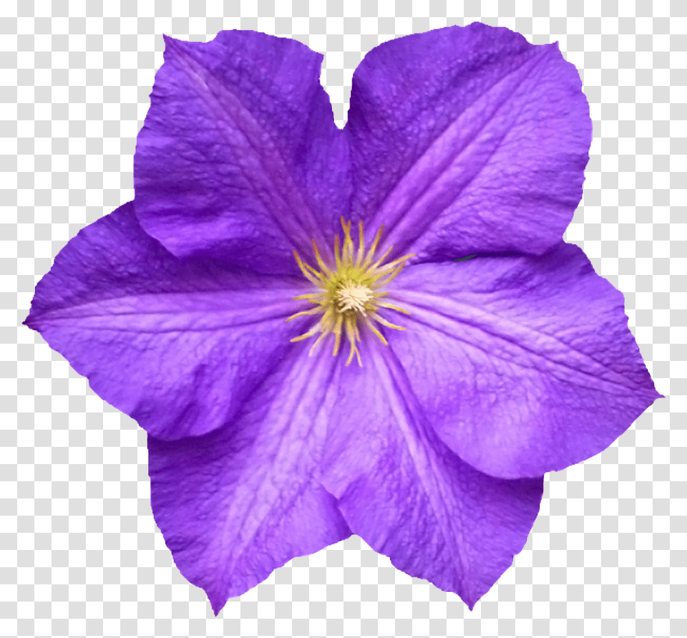 Flower Download Flower, Geranium, Plant, Blossom, Purple Transparent Png