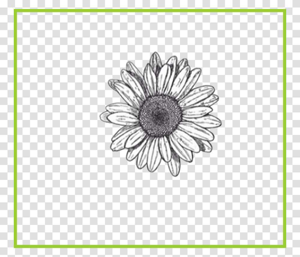 Flower Drawing Background, Plant, Daisy, Daisies, Blossom Transparent Png