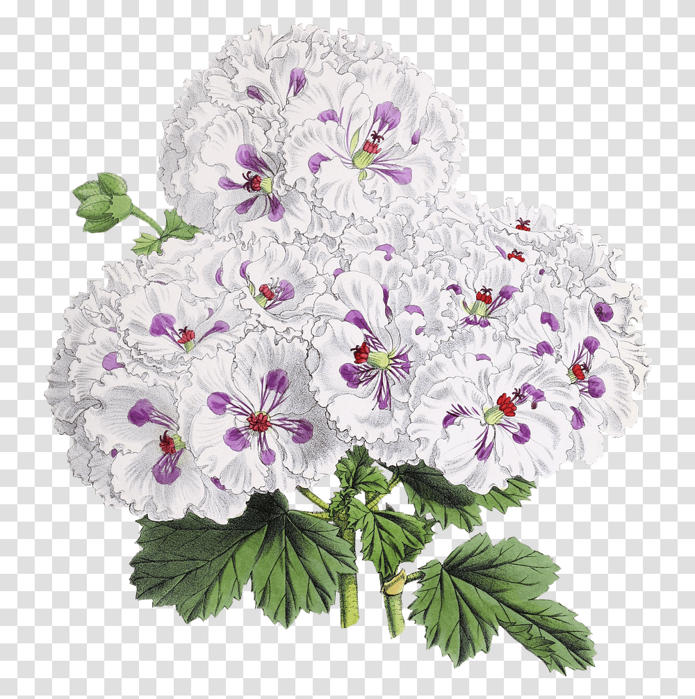 Flower Drawing Flowers Drawing, Geranium, Plant, Blossom, Rug Transparent Png