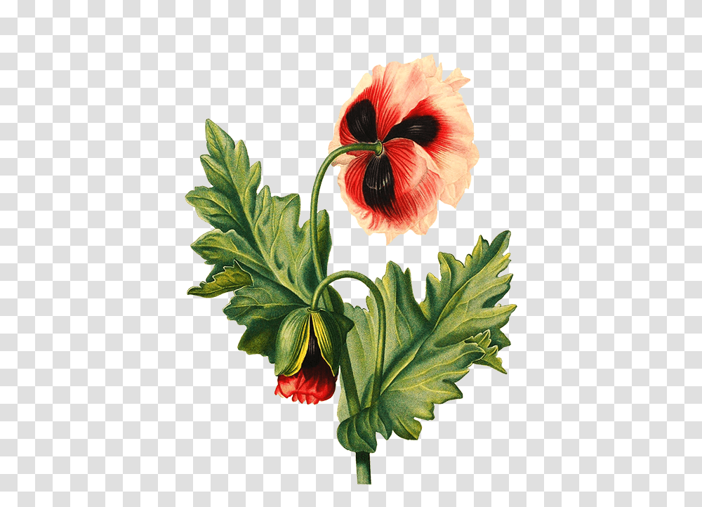 Flower Drawing Poppy Background Flower Drawing, Hibiscus, Plant, Blossom Transparent Png