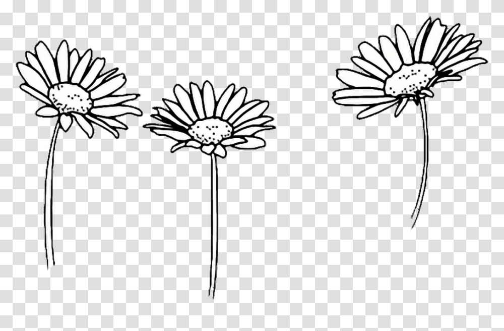 Flower Drawing Tumblr Black And White Daisy, Plant, Blossom, Daisies, Petal Transparent Png