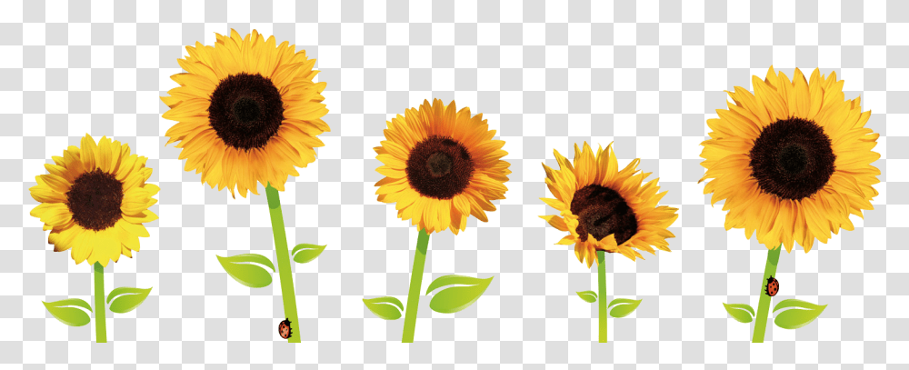 Flower Drawing Tumblr Free Download Sunflowers, Plant, Blossom, Petal, Daisy Transparent Png