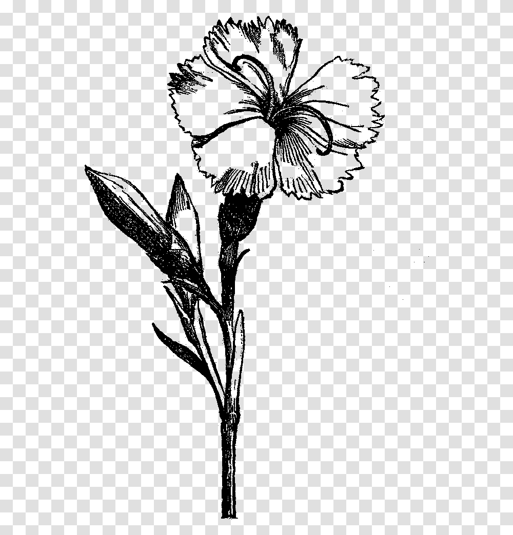 Flower Drawing Visual Arts Black And White Black And White Flower, Nature, Outdoors, Astronomy, Outer Space Transparent Png