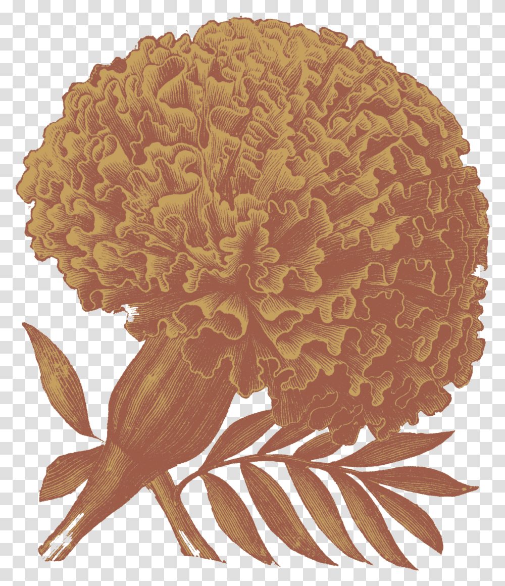 Flower Drawings, Plant, Carnation, Blossom, Rug Transparent Png