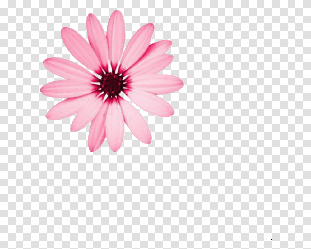 Flower Editing Aesthetic And Pink Flower Theme Divider, Plant, Daisy, Daisies, Blossom Transparent Png