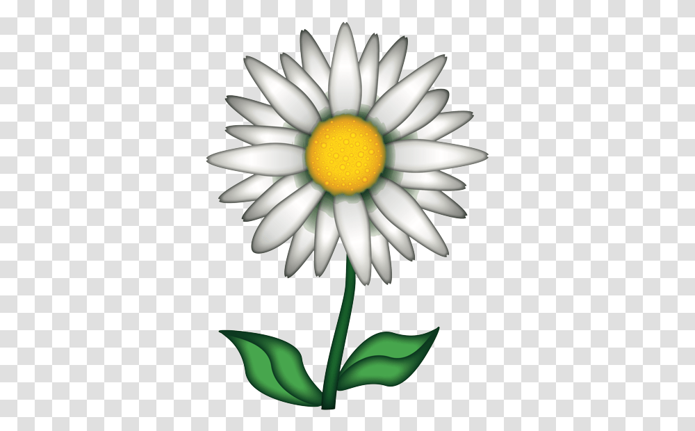 Flower Emoji Chamomile Emoji, Plant, Blossom, Daisy, Daisies Transparent Png