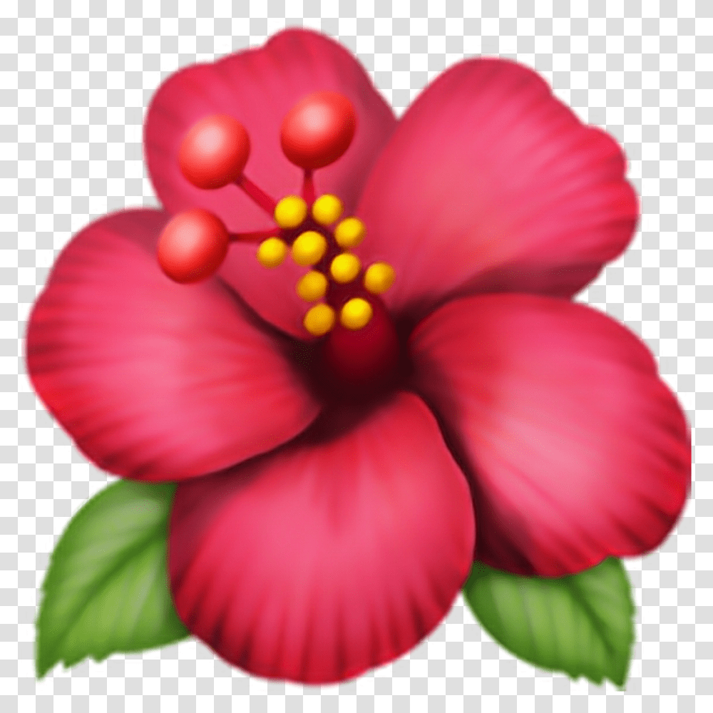 Flower Emoji, Hibiscus, Plant, Blossom, Petal Transparent Png