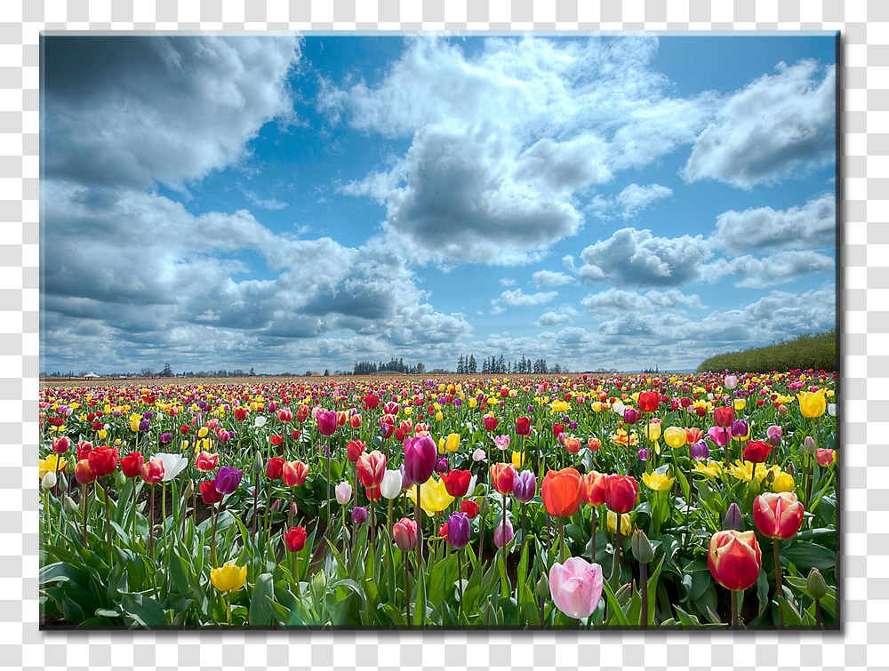 Flower Field, Plant, Nature, Tulip, Outdoors Transparent Png
