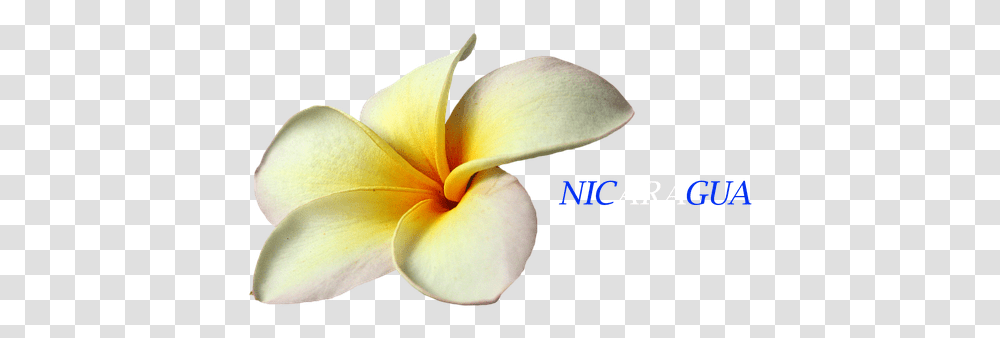 Flower Flor De Nicaragua Sacuanjoche, Petal, Plant, Blossom, Araceae Transparent Png