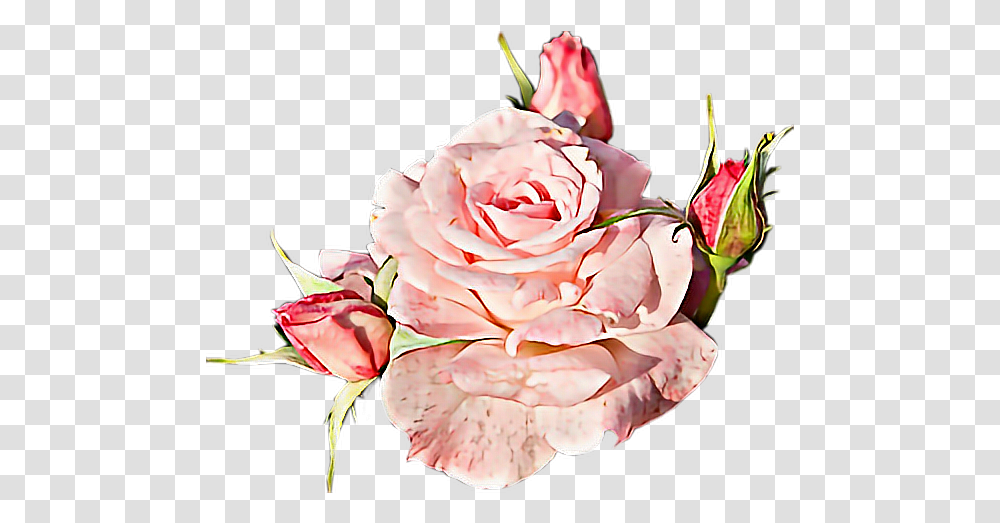 Flower Flor Sticker By Nandasanto 1518447 Flower Flor, Plant, Rose, Blossom, Carnation Transparent Png