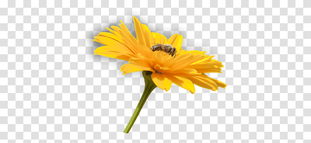 Flower Flower And Bee Full Size Download Seekpng Bee With Flower, Apidae, Insect, Invertebrate, Animal Transparent Png