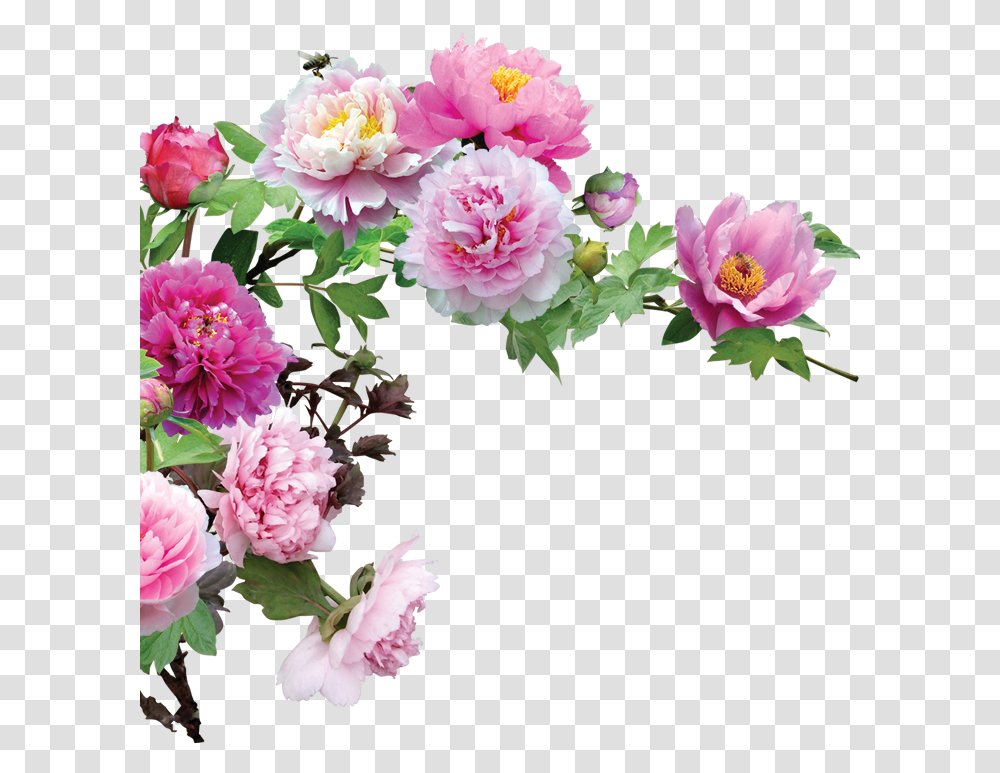 Flower Flower, Plant, Peony, Blossom, Carnation Transparent Png