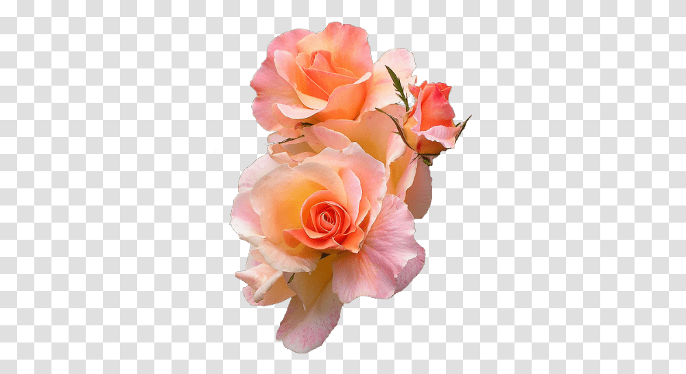 Flower Flower, Plant, Rose, Blossom, Petal Transparent Png