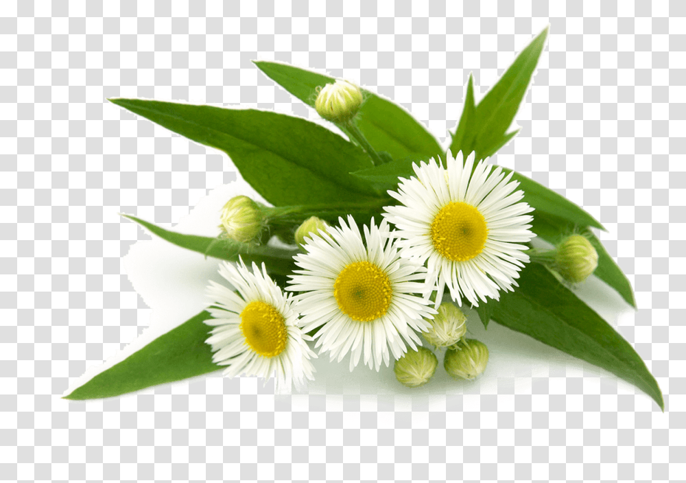 Flower Flowering Plant Tea Chamomile Flower, Daisy, Daisies, Blossom, Leaf Transparent Png