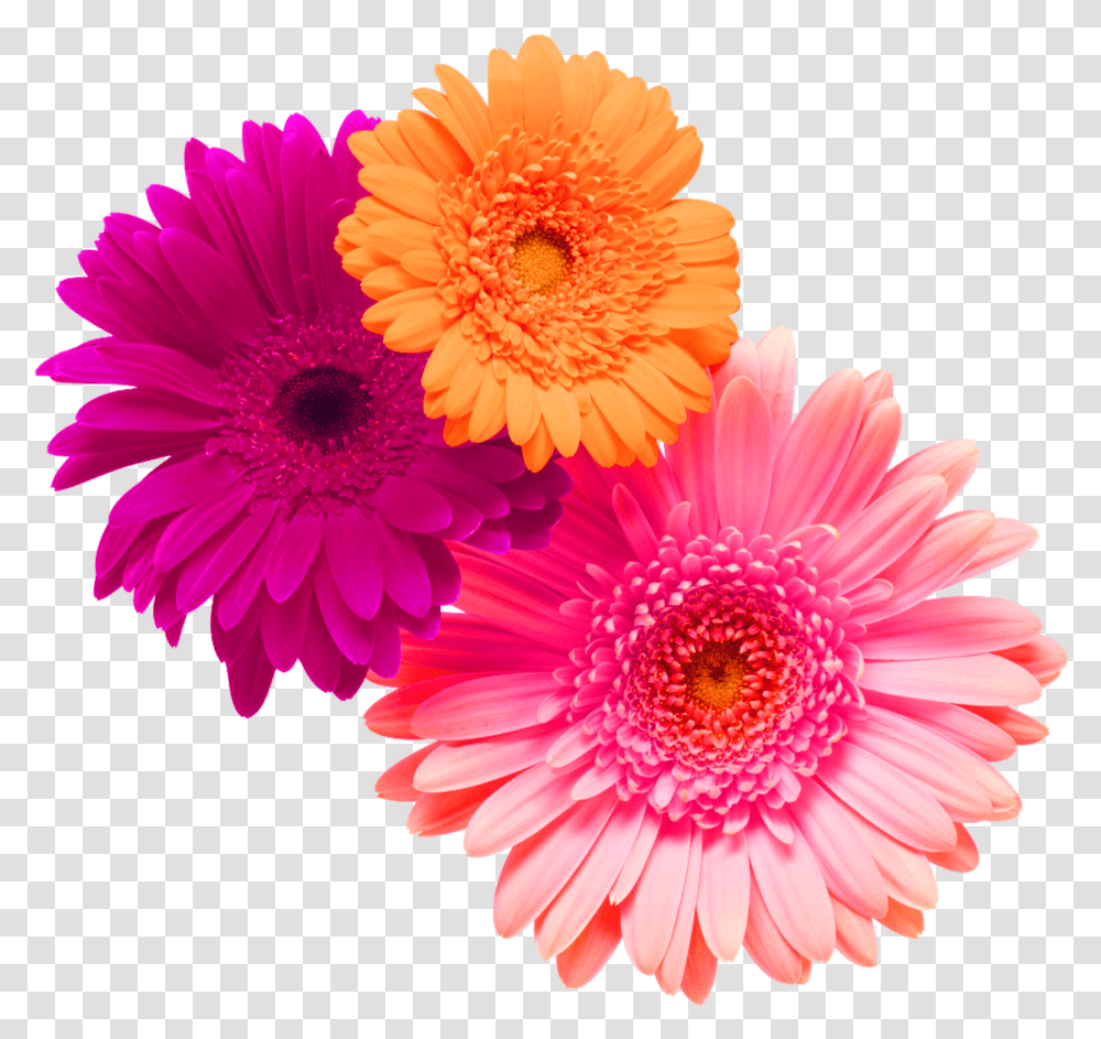 Flower Flowers Bouquet Bouquetflower Pink Orange Flor Gerbera Transparent Png