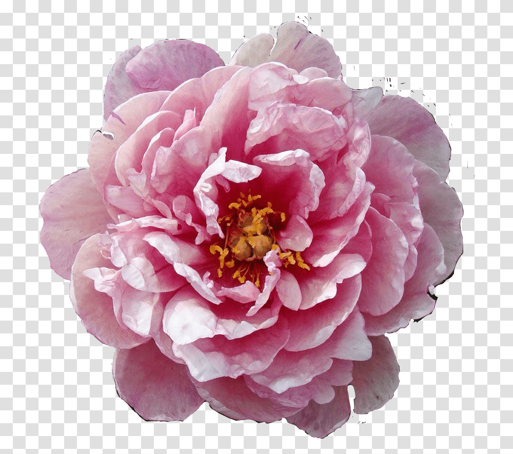 Flower Flowers Floral Pink Summer Spring Lovely Pink Double Dandy Peony, Plant, Blossom, Rose, Dahlia Transparent Png