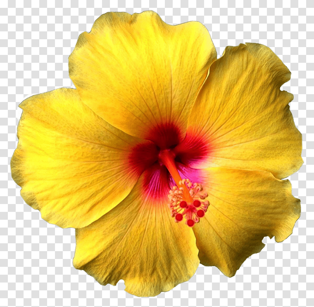 Flower Flowers Hawaiian Hibiscus Hibiscusflower Hibiscus Flower Yellow, Plant, Blossom, Pollen, Petal Transparent Png
