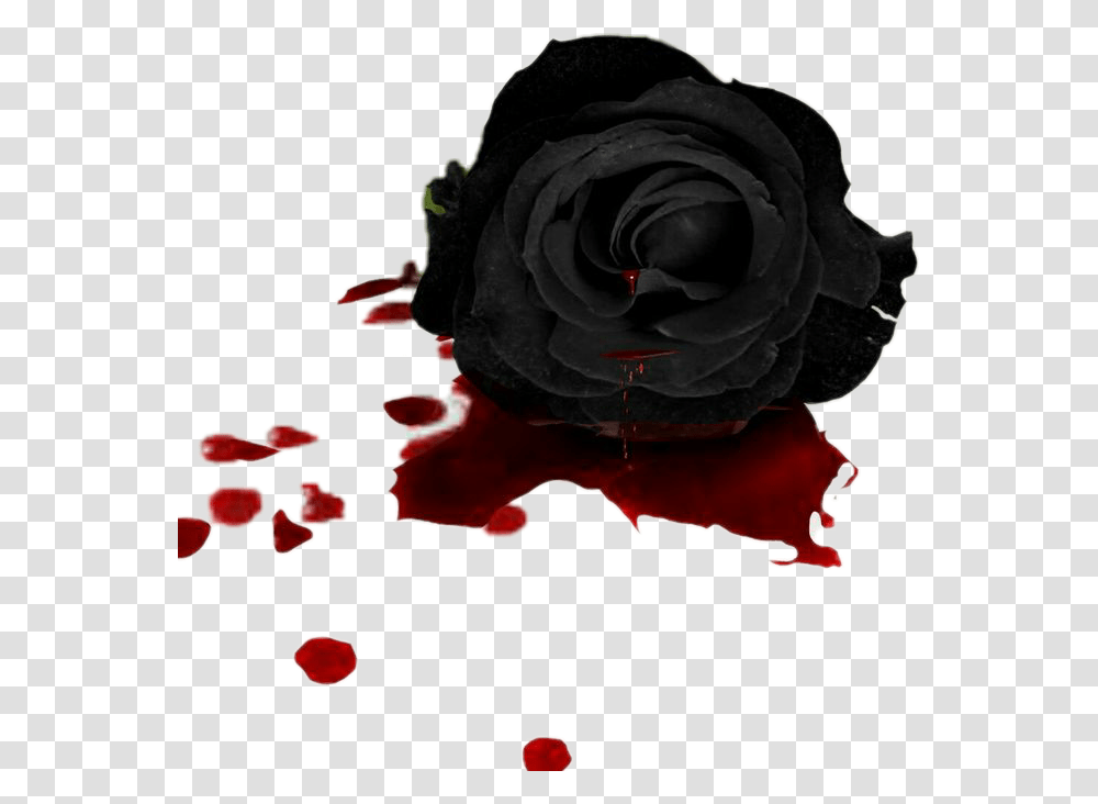 Flower Flowers Rose Black Blood Black Rose With Blood, Plant Transparent Png