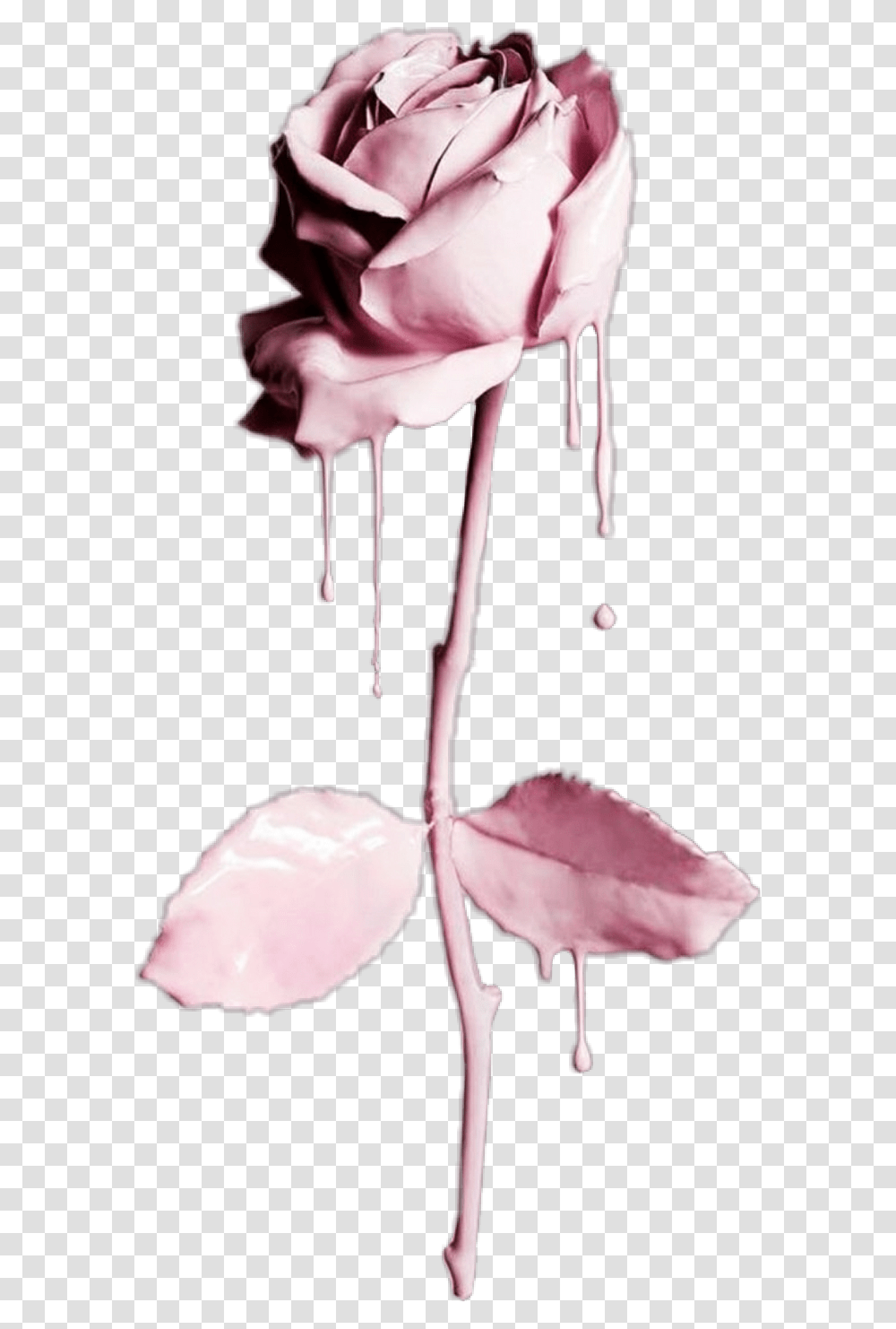 Flower Flowers Rose Liquid Drip Dripping Water Flowers Dripping With Water, Petal, Plant, Blossom Transparent Png