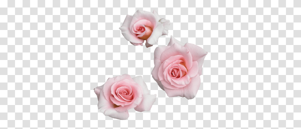 Flower Flowers, Rose, Plant, Blossom, Petal Transparent Png