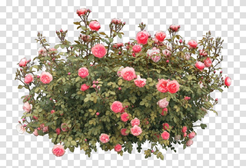 Flower Flowers Roses Redroses Nature Vase Tree Rose Flower Tree, Plant, Geranium, Blossom, Peony Transparent Png