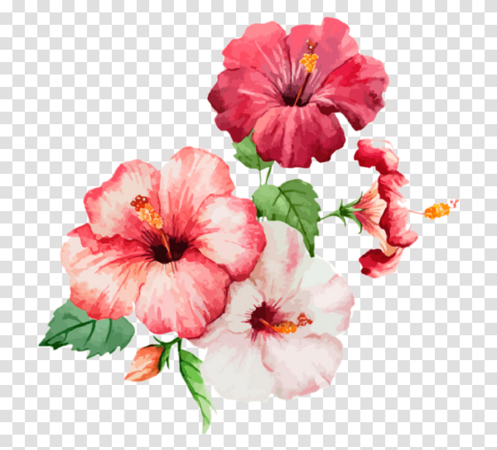Flower Flowers Spring Spring, Plant, Hibiscus, Blossom, Anther Transparent Png
