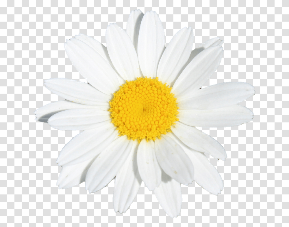 Flower Flowers White Yellow Daisy Oxeye Daisy, Plant, Daisies, Blossom Transparent Png