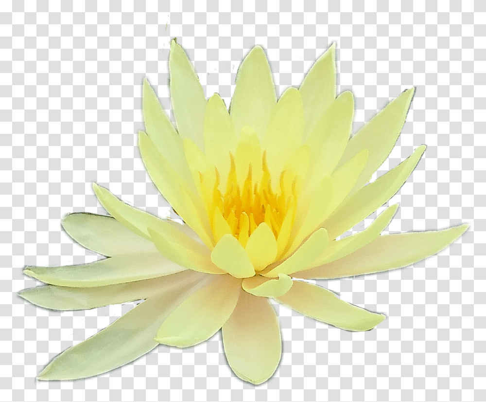 Flower Flowers Yellow Aesthetic Tumblr Yellow Aesthetic Sacred Lotus, Plant, Lily, Blossom, Pond Lily Transparent Png