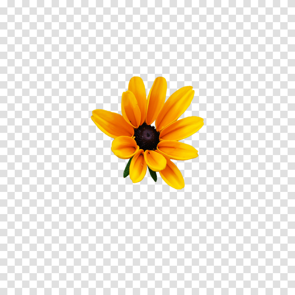 Flower Flowers Yellow Sun Photography, Plant, Blossom, Treasure Flower, Daisy Transparent Png