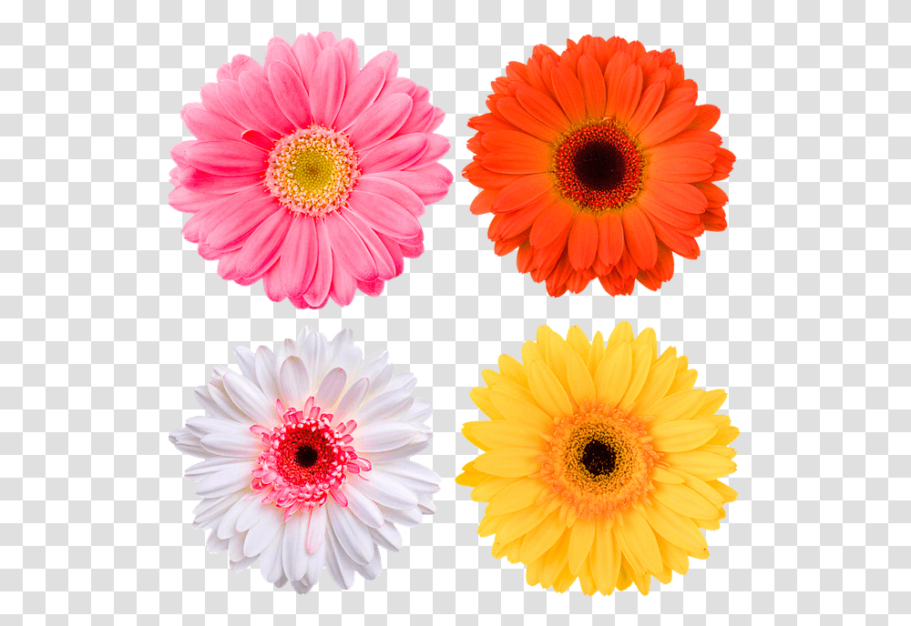 Flower For Edits, Plant, Blossom, Daisy, Daisies Transparent Png