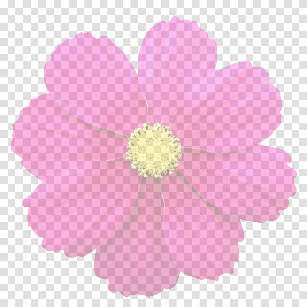 Flower For Edits, Pollen, Plant, Petal, Blossom Transparent Png