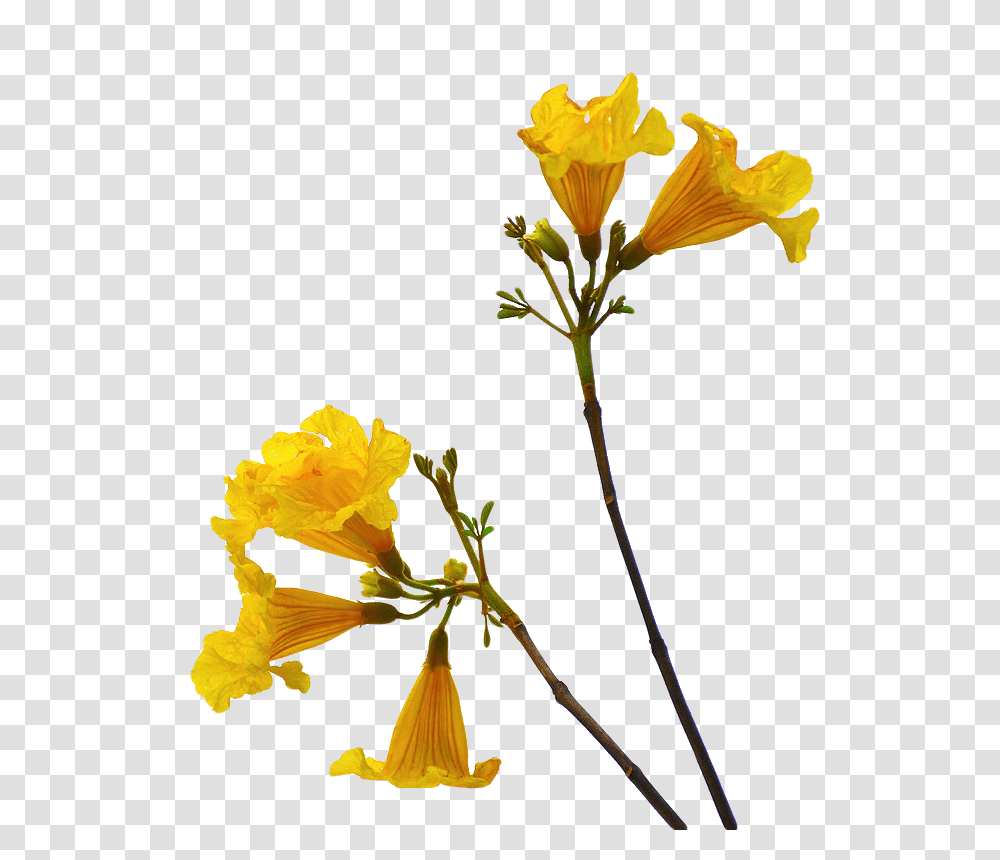Flower Free Download Arts, Plant, Blossom, Flower Arrangement Transparent Png