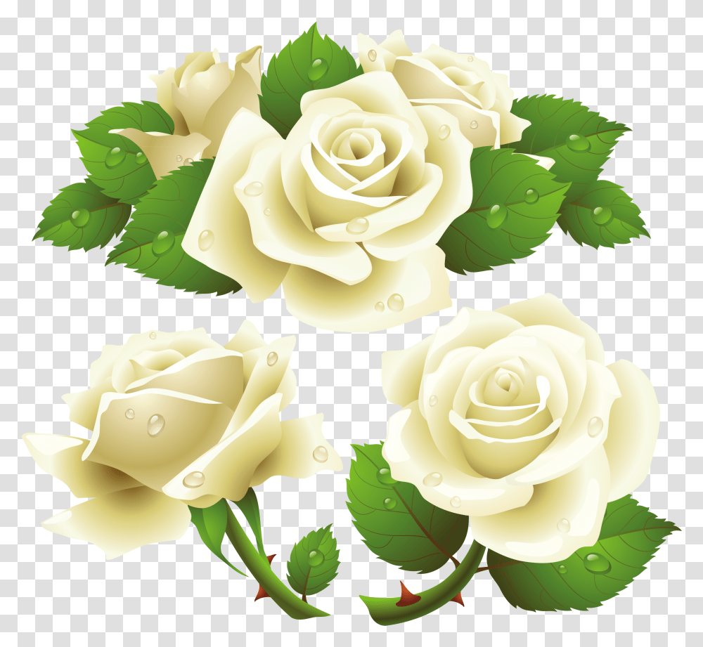 Flower Free White Roses Image White Roses, Plant, Blossom, Petal, Leaf Transparent Png