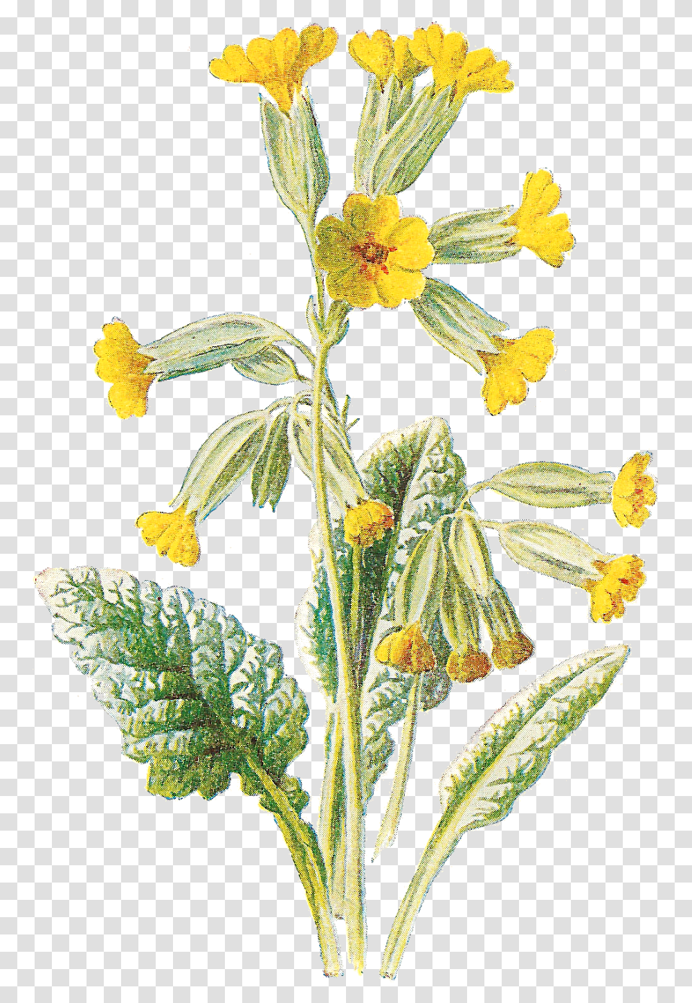 Flower Free Wildflower Botanical Artwork Digital Clip Cowslip, Plant, Acanthaceae, Grass, Leaf Transparent Png