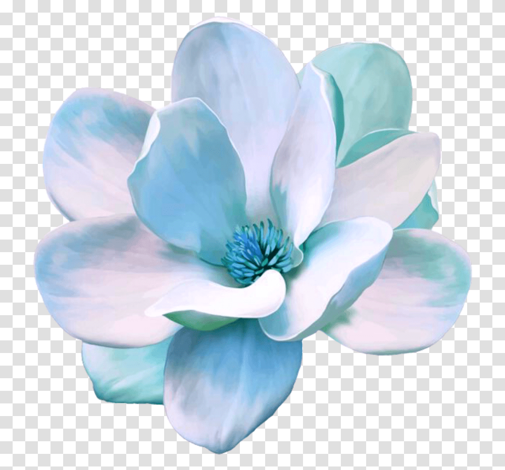 Flower Freetoedit Blue Magnolia Magnolia Flower Magnolia, Anemone, Plant, Blossom, Jewelry Transparent Png